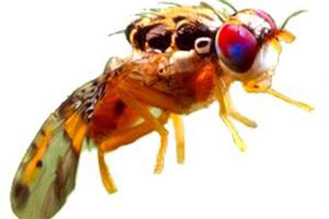 Millions of fruit flies will be dumped on Los Angeles